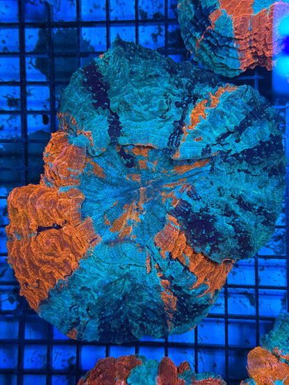 Master Acanthophyllia #1