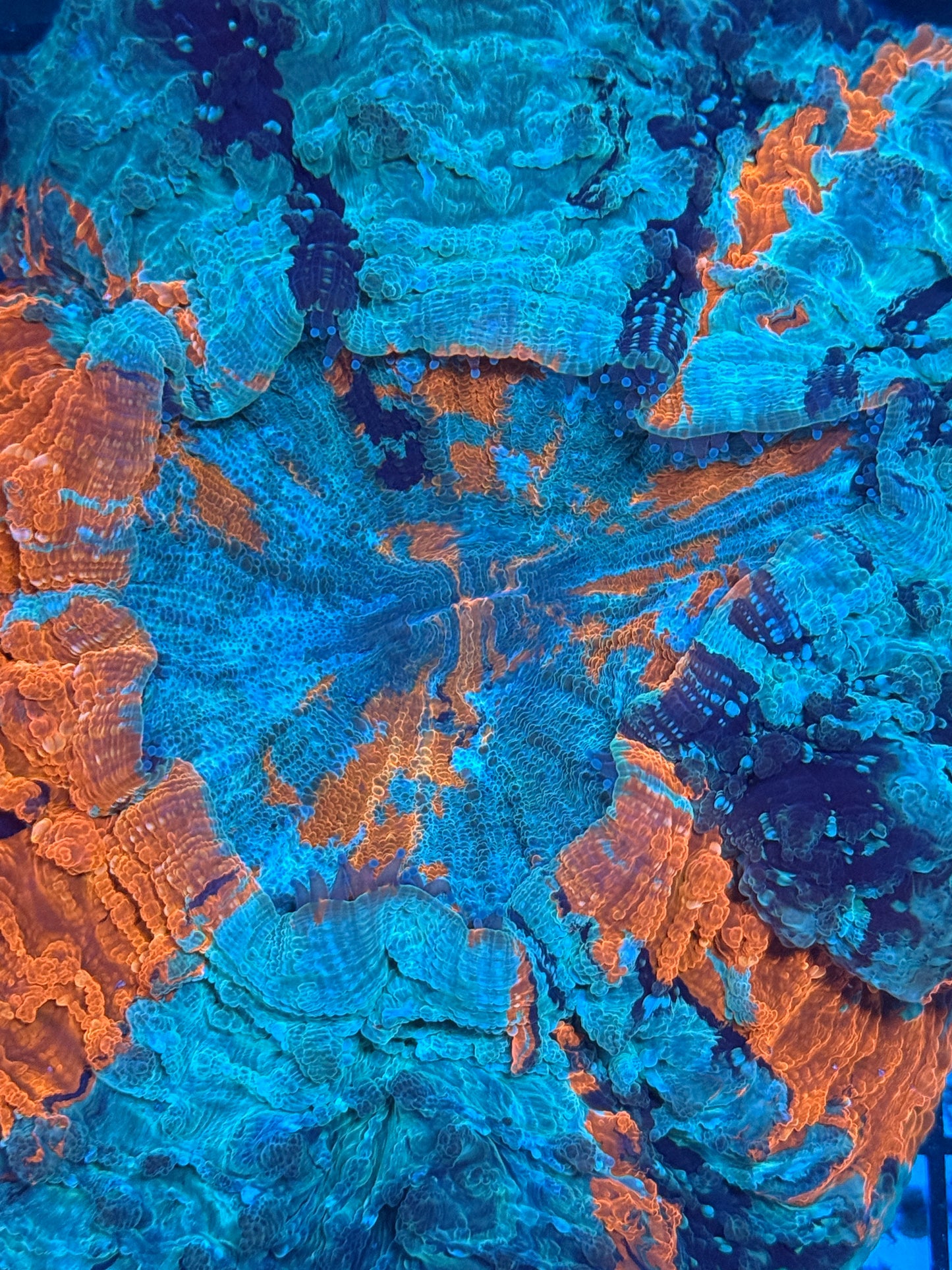 Master Acanthophyllia #1