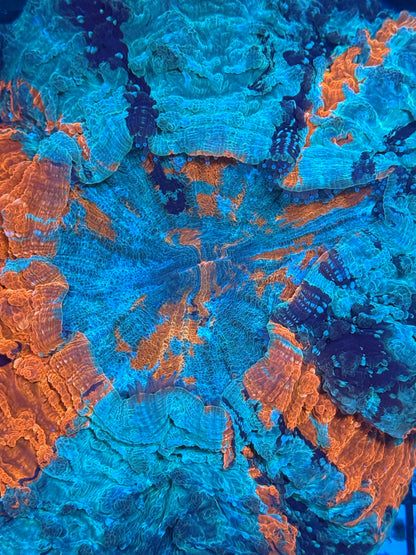 Master Acanthophyllia #1