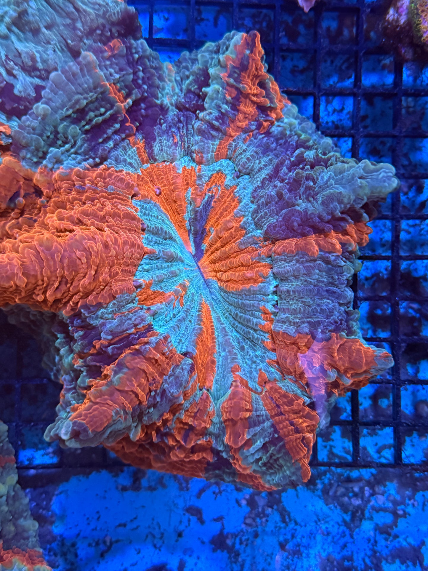 Master Acanthophyllia #2