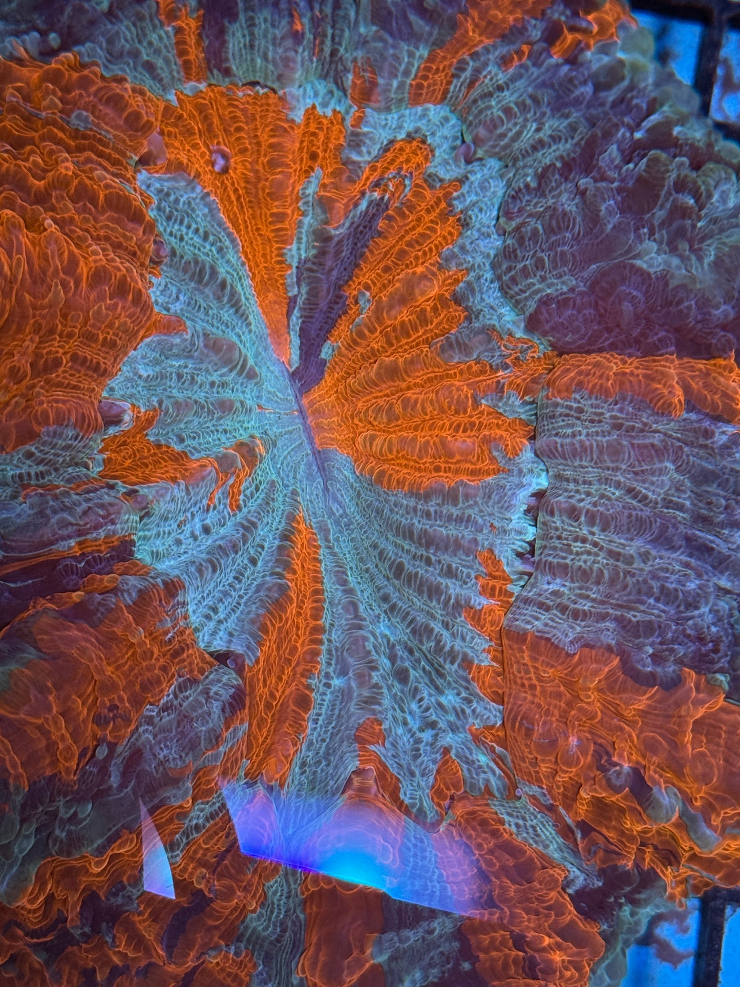 Master Acanthophyllia #2