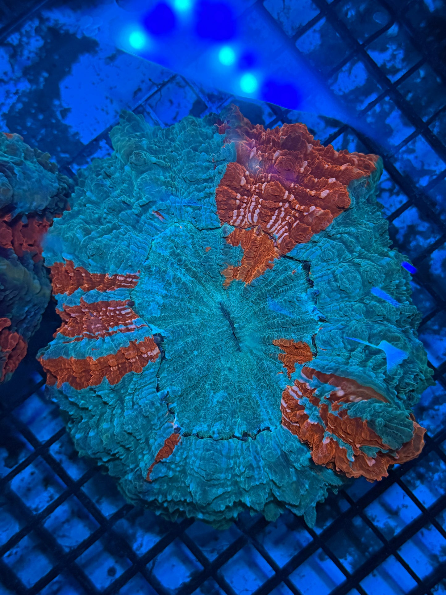 Master Acanthophyllia #4