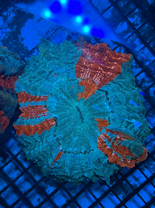 Master Acanthophyllia #4