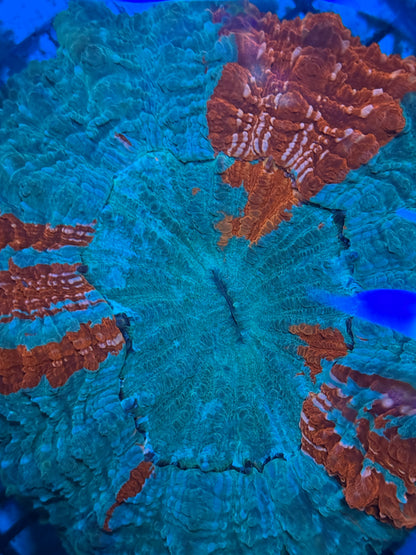 Master Acanthophyllia #4