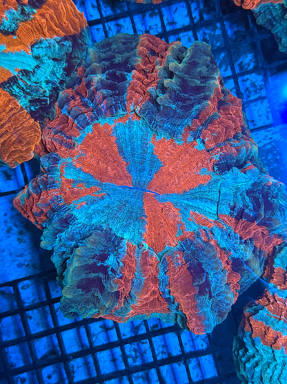 Master Acanthophyllia #3