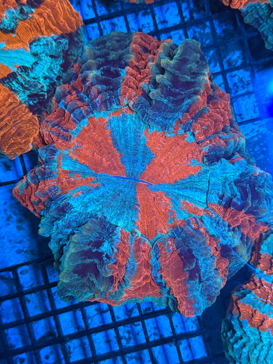 Master Acanthophyllia #3