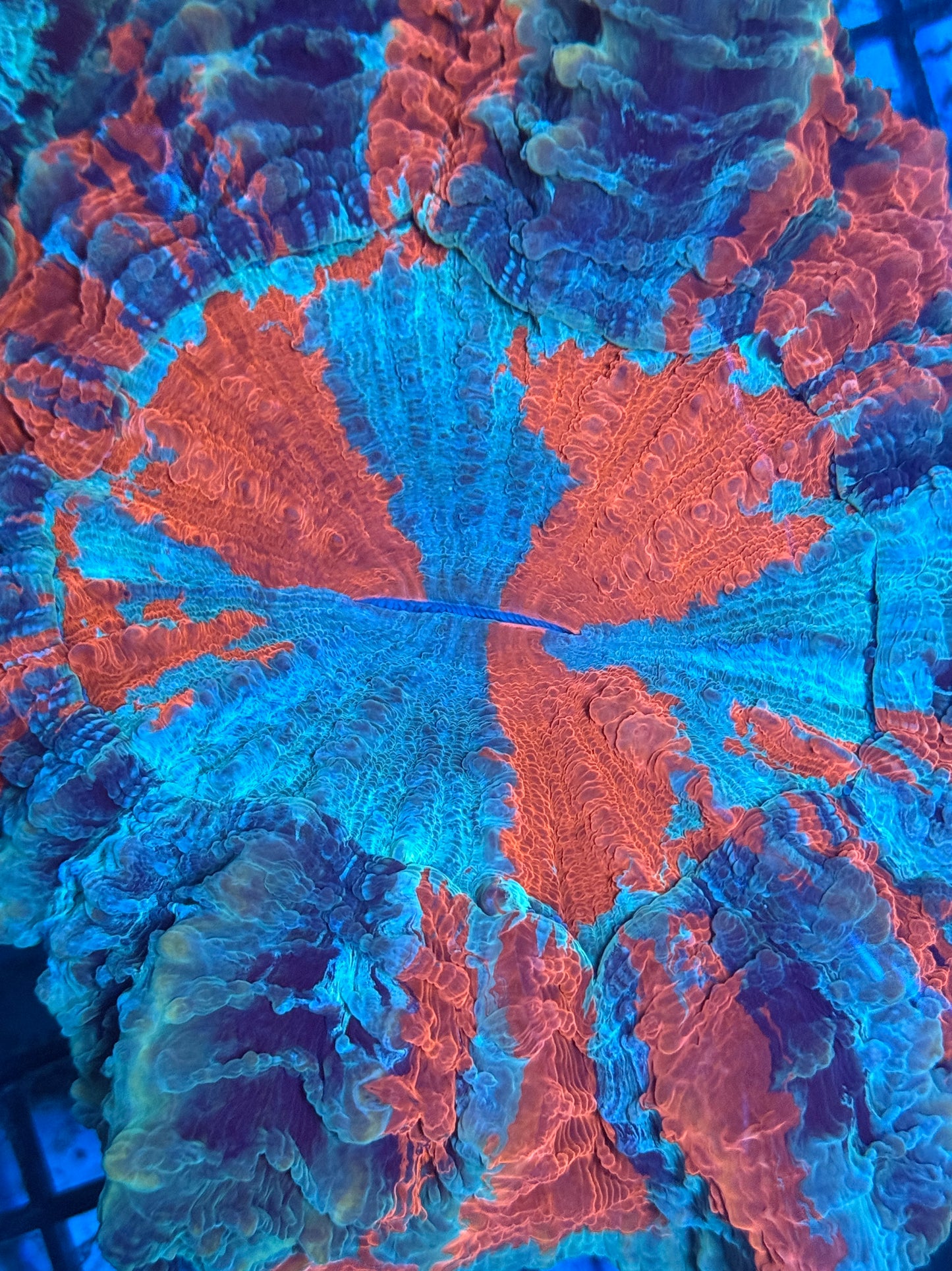 Master Acanthophyllia #3