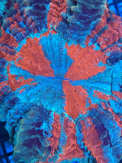 Master Acanthophyllia #3