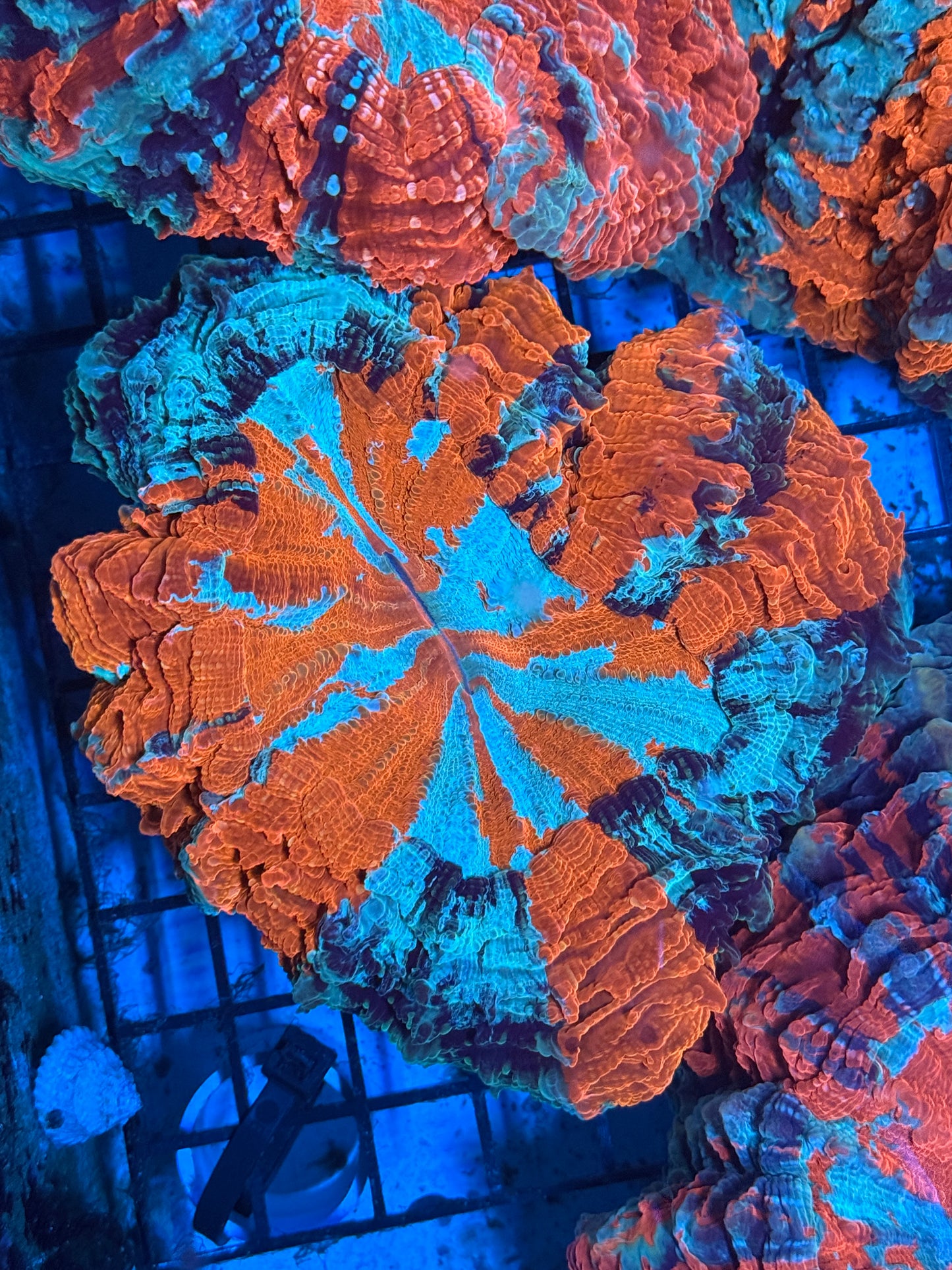 Master Acanthophyllia #5