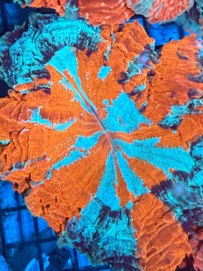 Master Acanthophyllia #5