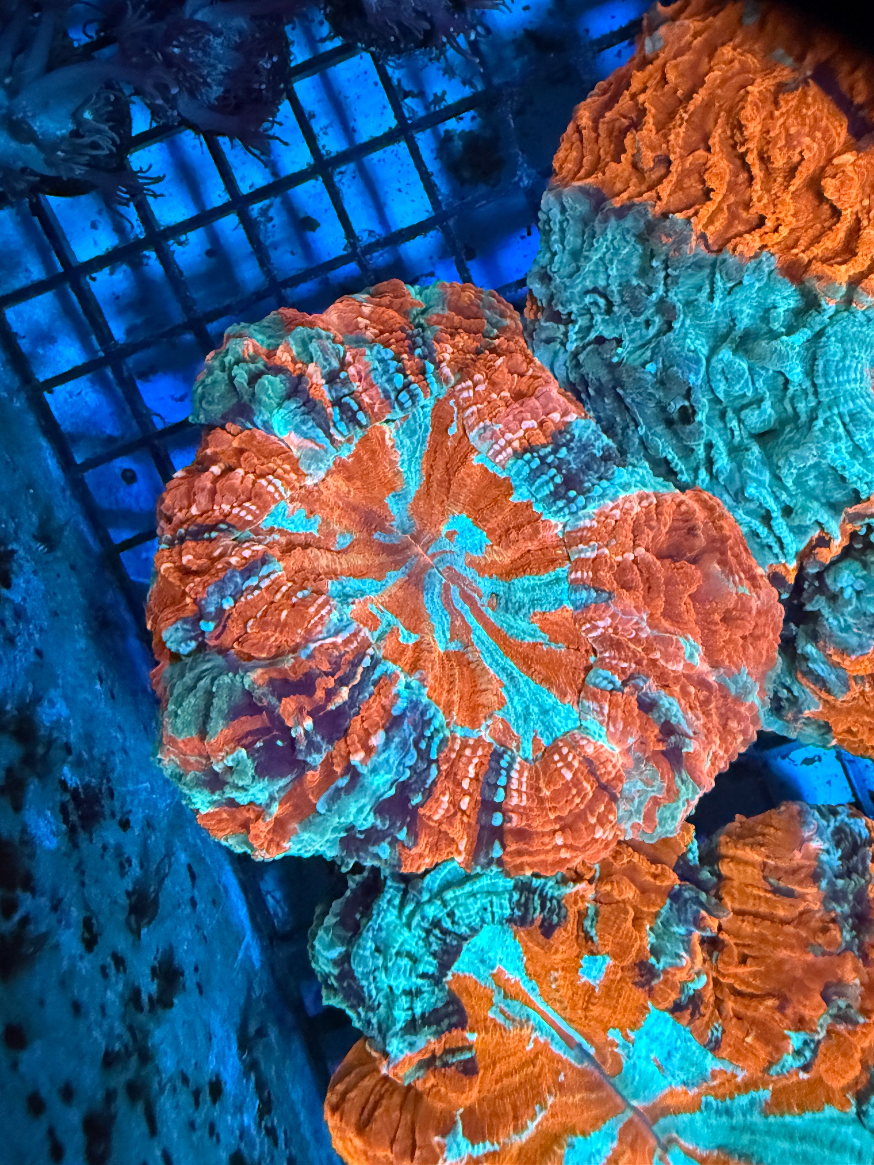 Master Acanthophyllia #6 – Cady Corals