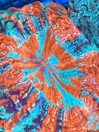 Master Acanthophyllia #6