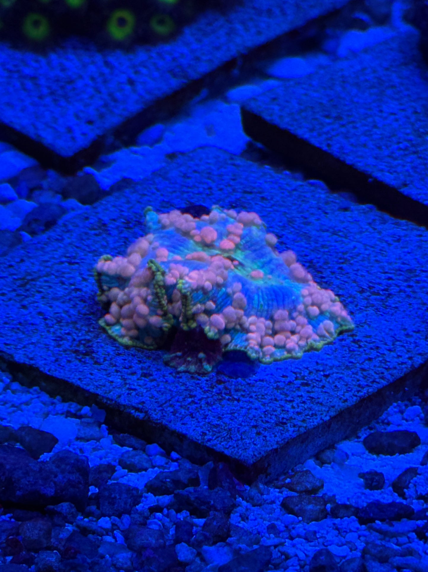 WYSIWYG The Neptune Bounce