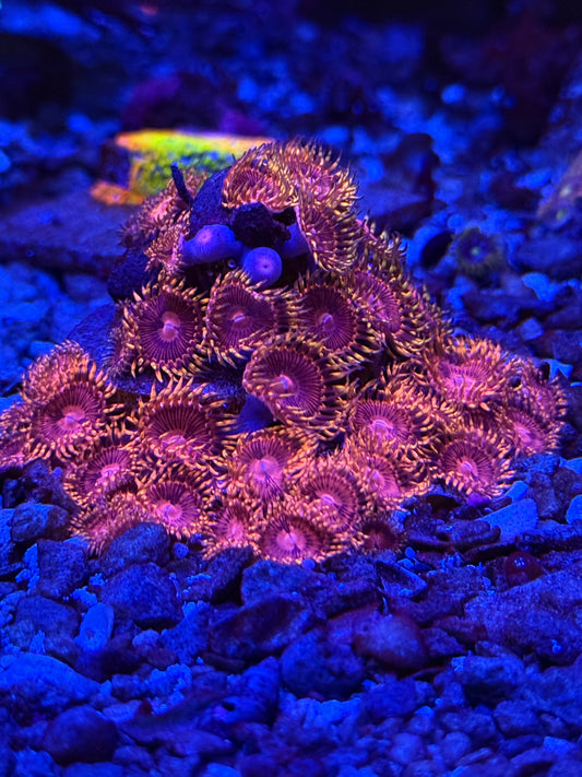 Aphrodite Zoanthids
