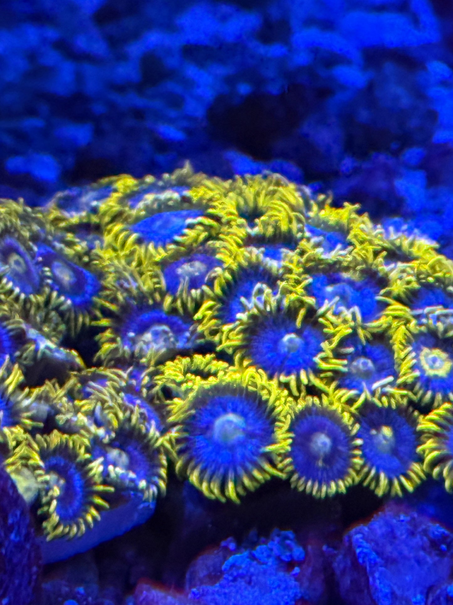 Blueberry Field Zoanthid Frag