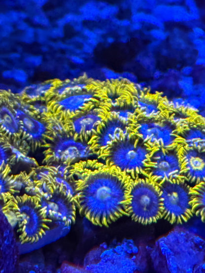 Blueberry Field Zoanthid Frag