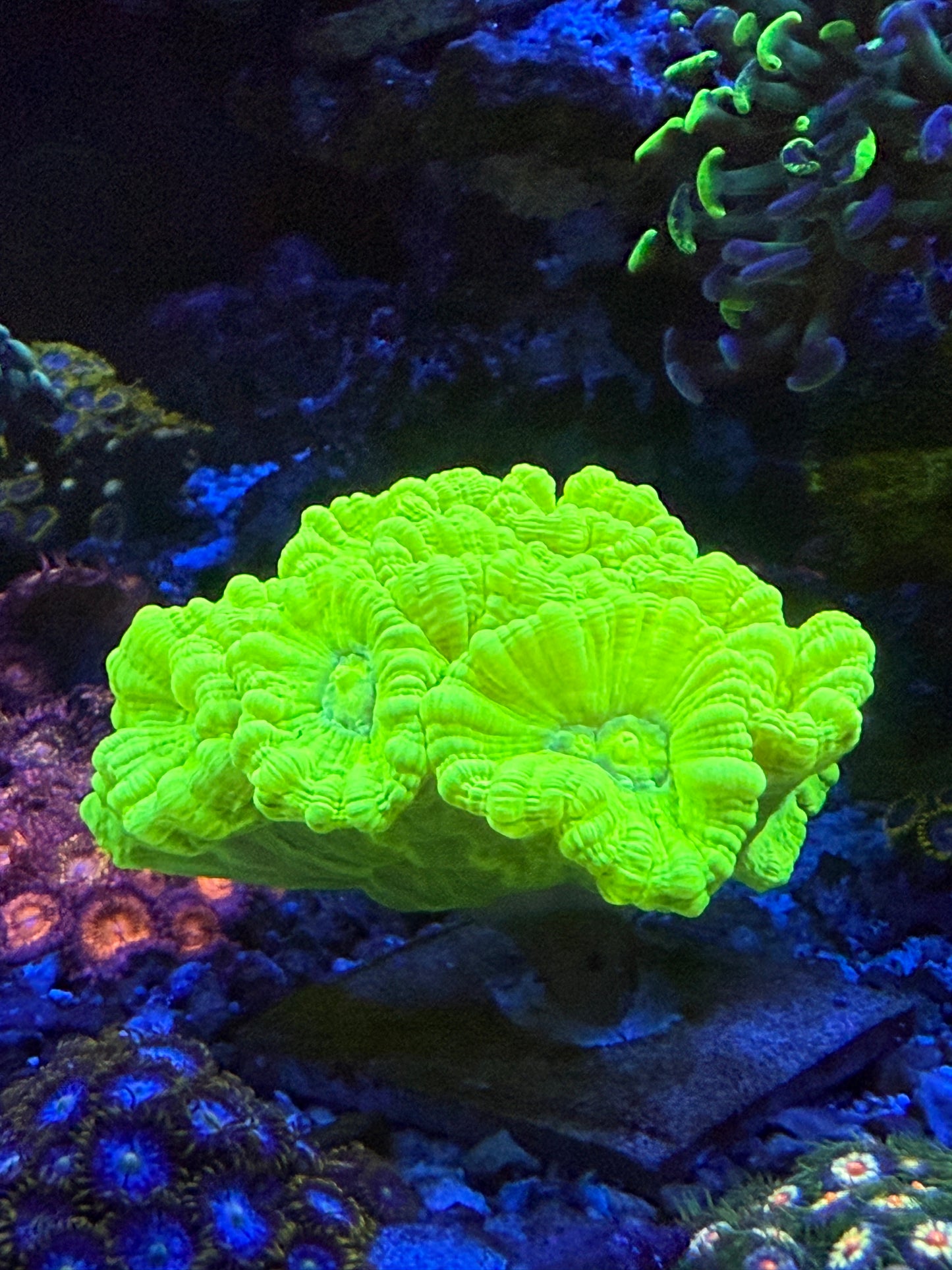 Kryptonite CADY Canes