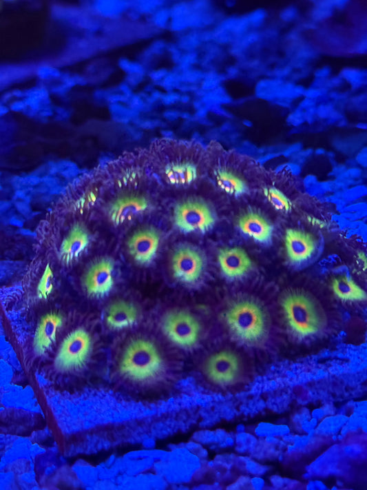 Bob Marley Zoanthids