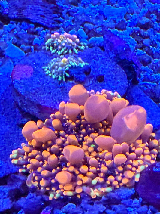 King Kong Ricordea Yuma