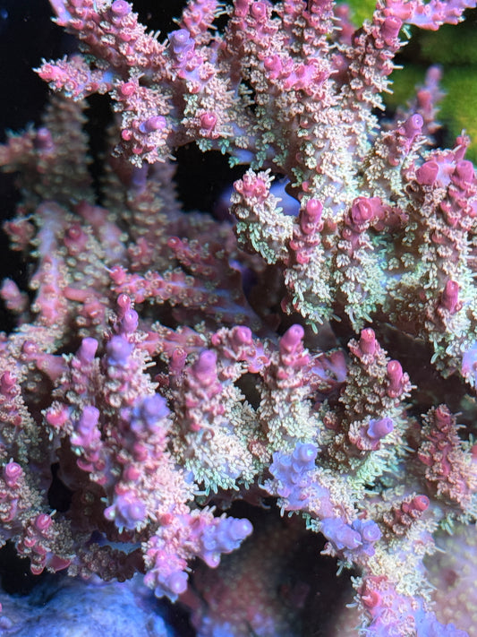 Strawberry Shortcake Acropora