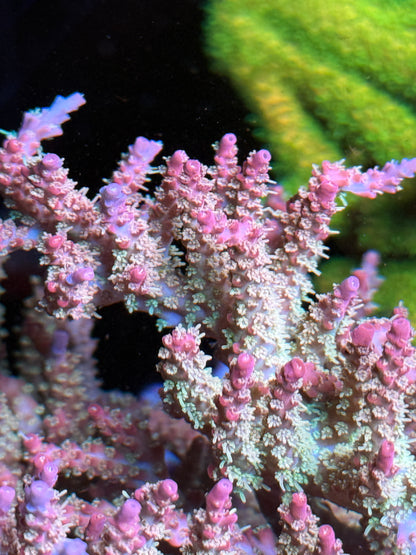 Strawberry Shortcake Acropora