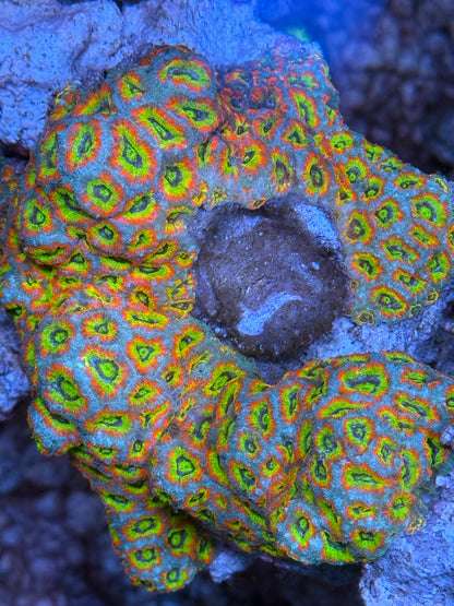 Holy Grail Micromussa