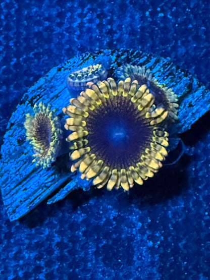 Mesosphere Zoanthid