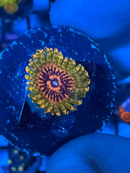 GMK Zoanthid