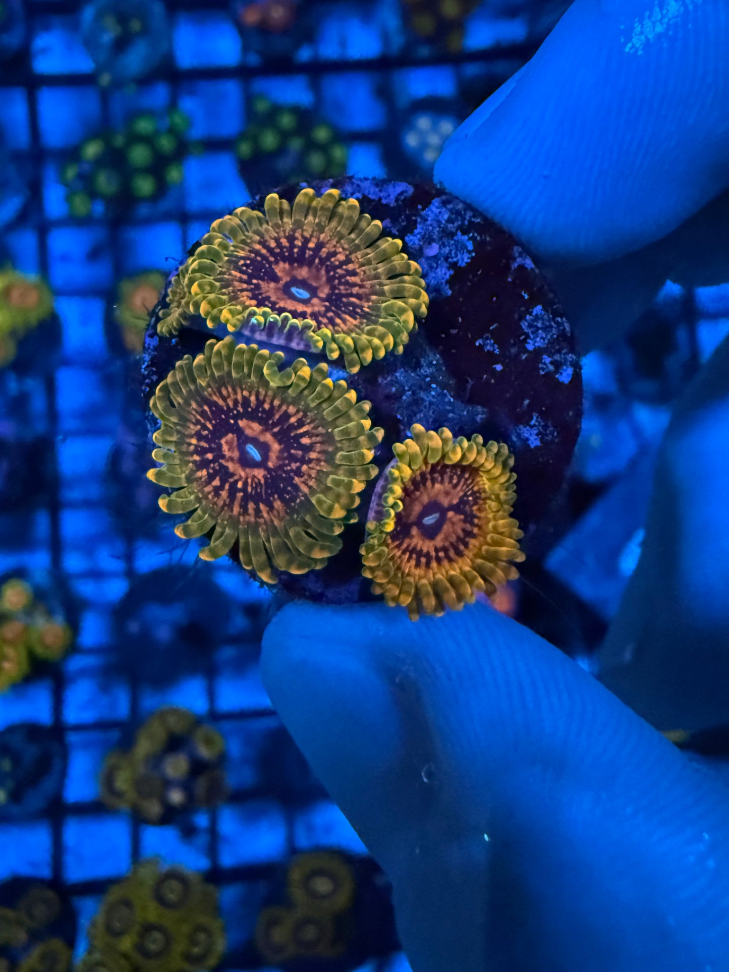 GMK Zoanthid