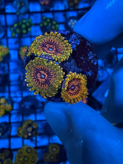 GMK Zoanthid