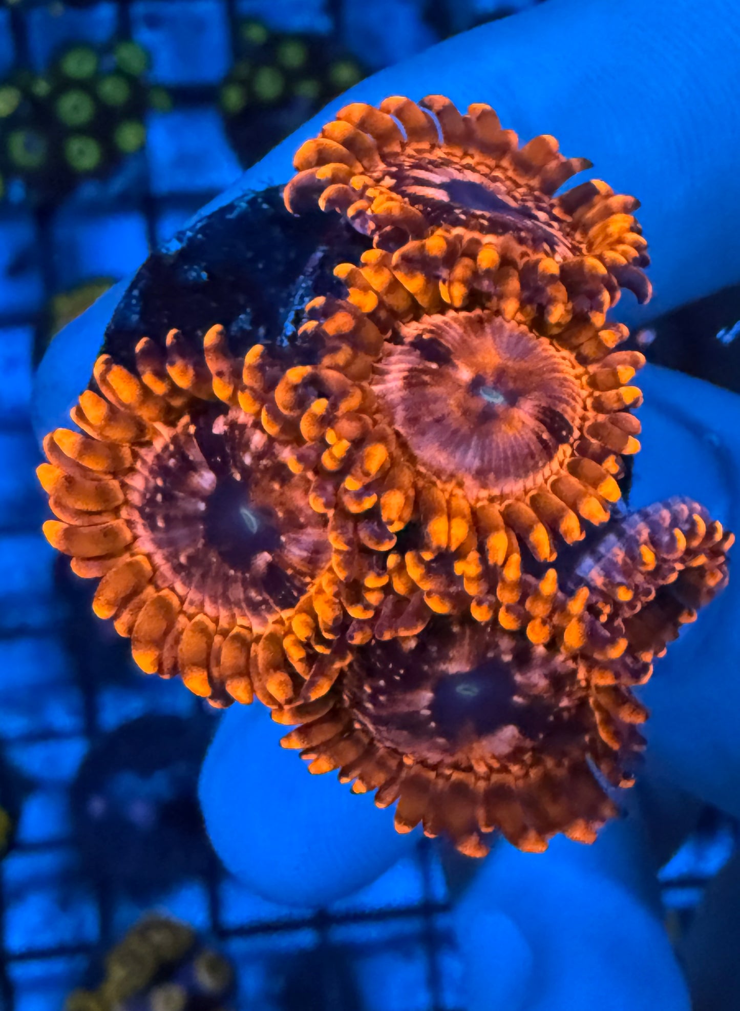 Utter Chaos Zoas