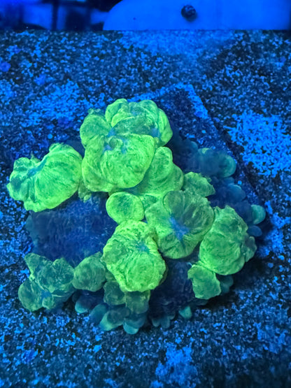 WYSIWYG Uranium Bounce Mushroom 1.5"