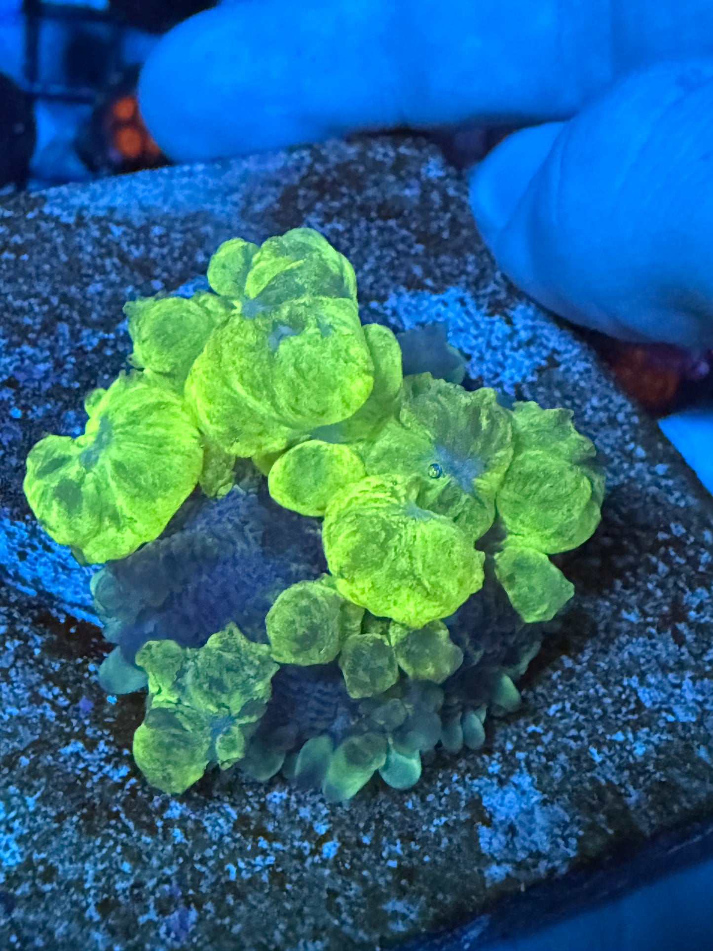 WYSIWYG Uranium Bounce Mushroom 1.5"