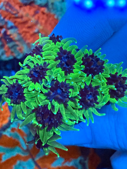 Sonic The Hedgehog Galaxea