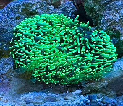 Neon Green Hairy Rhodactis Mushroom