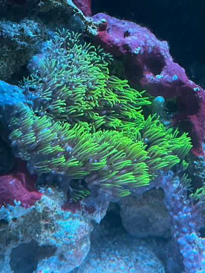 Green Star Polyp