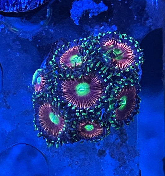 Everlasting Gobstopper Zoanthid