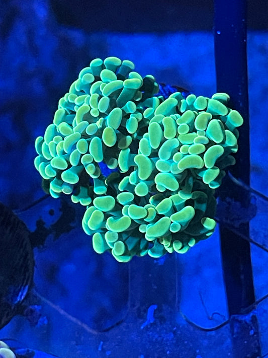 Gold Branching Hammer Coral