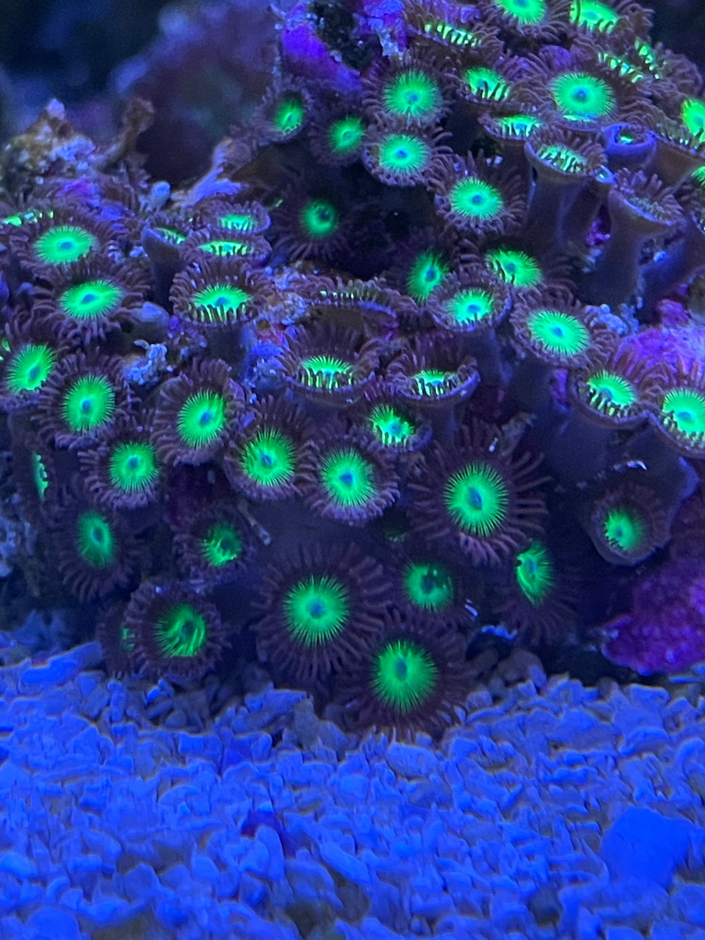 Mean Green Zoanthids