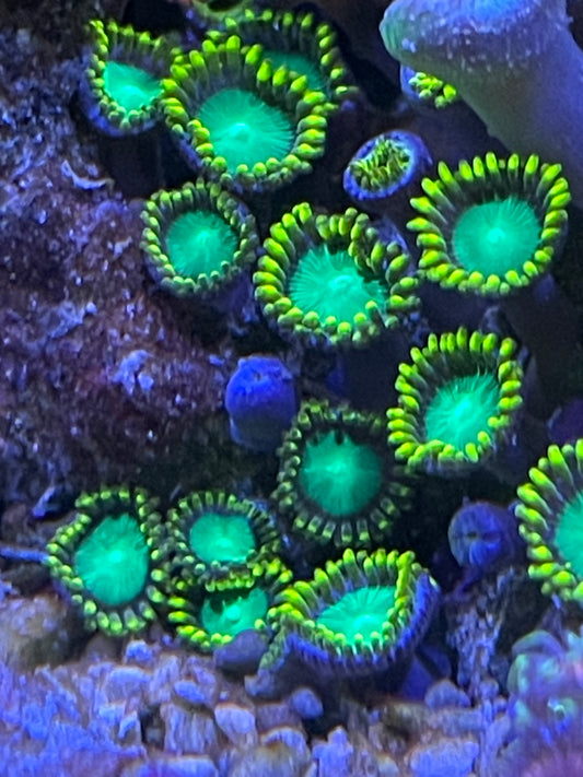 Nuclear Green Dragon Eye Zoanthid