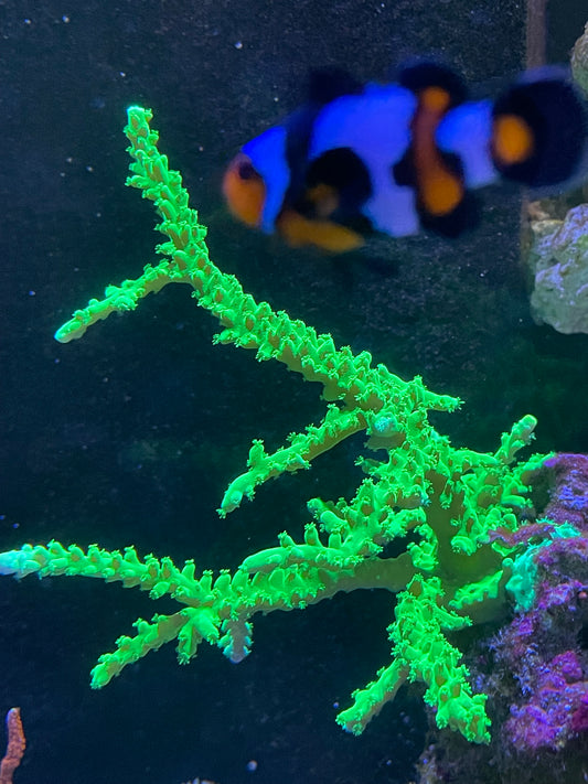 Kermit the Frog Acropora