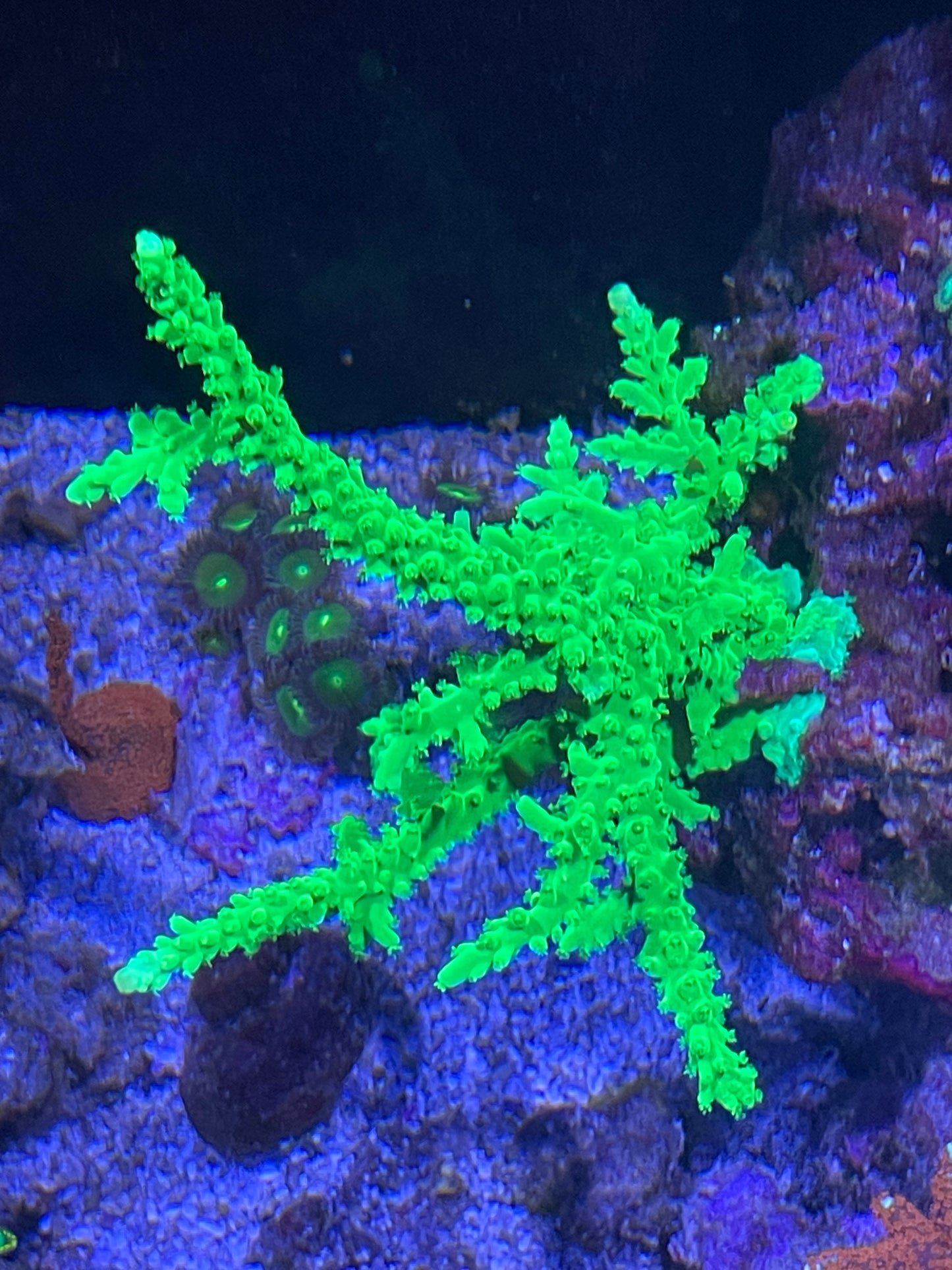 Kermit the Frog Acropora