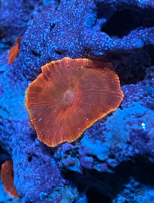 Atomic Red Discosoma