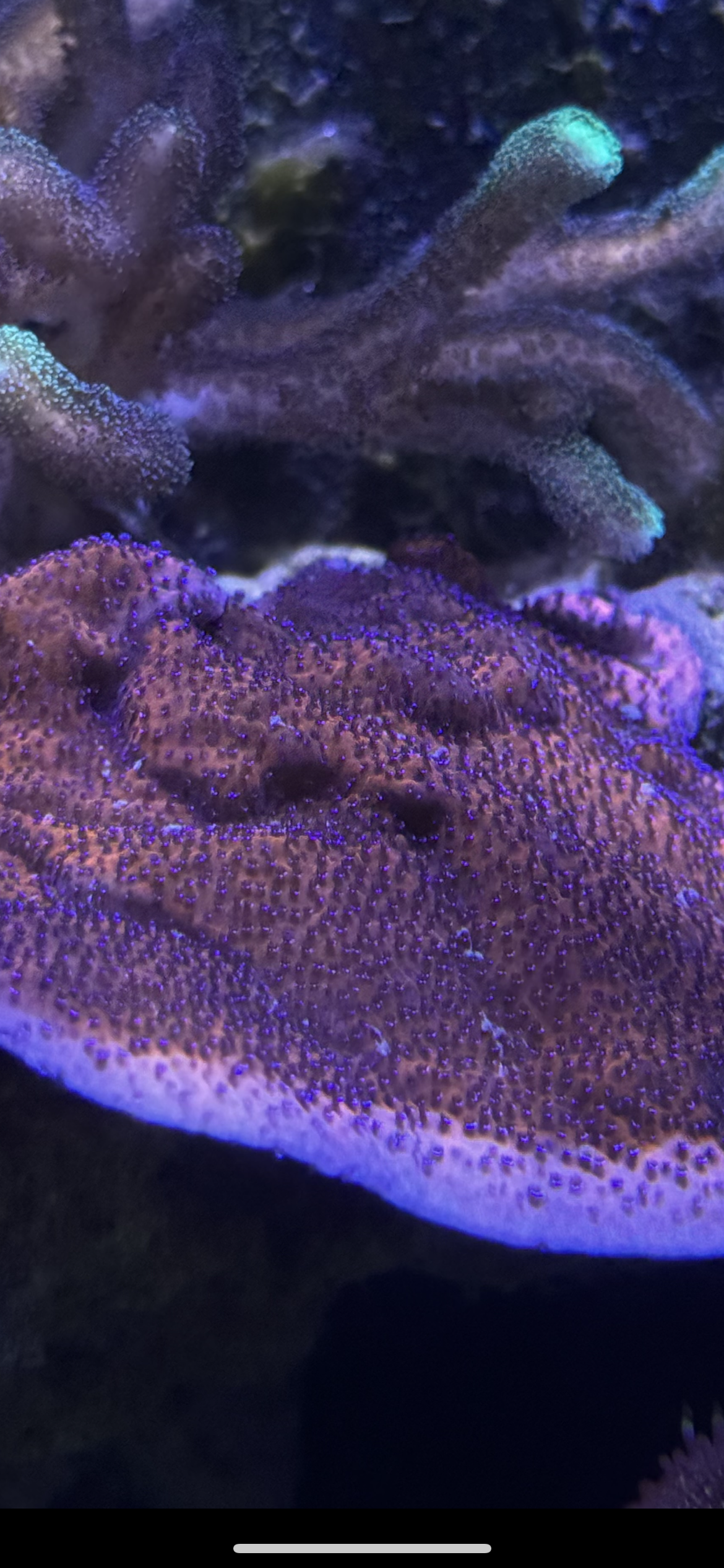 Reverse Superman Montipora