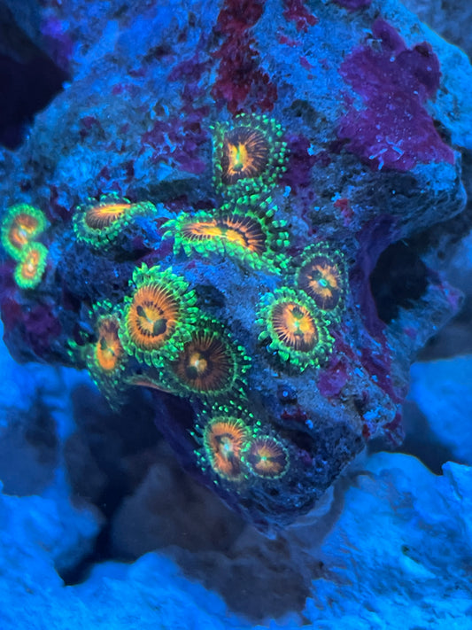 Rainbow Incinerator Zoanthid