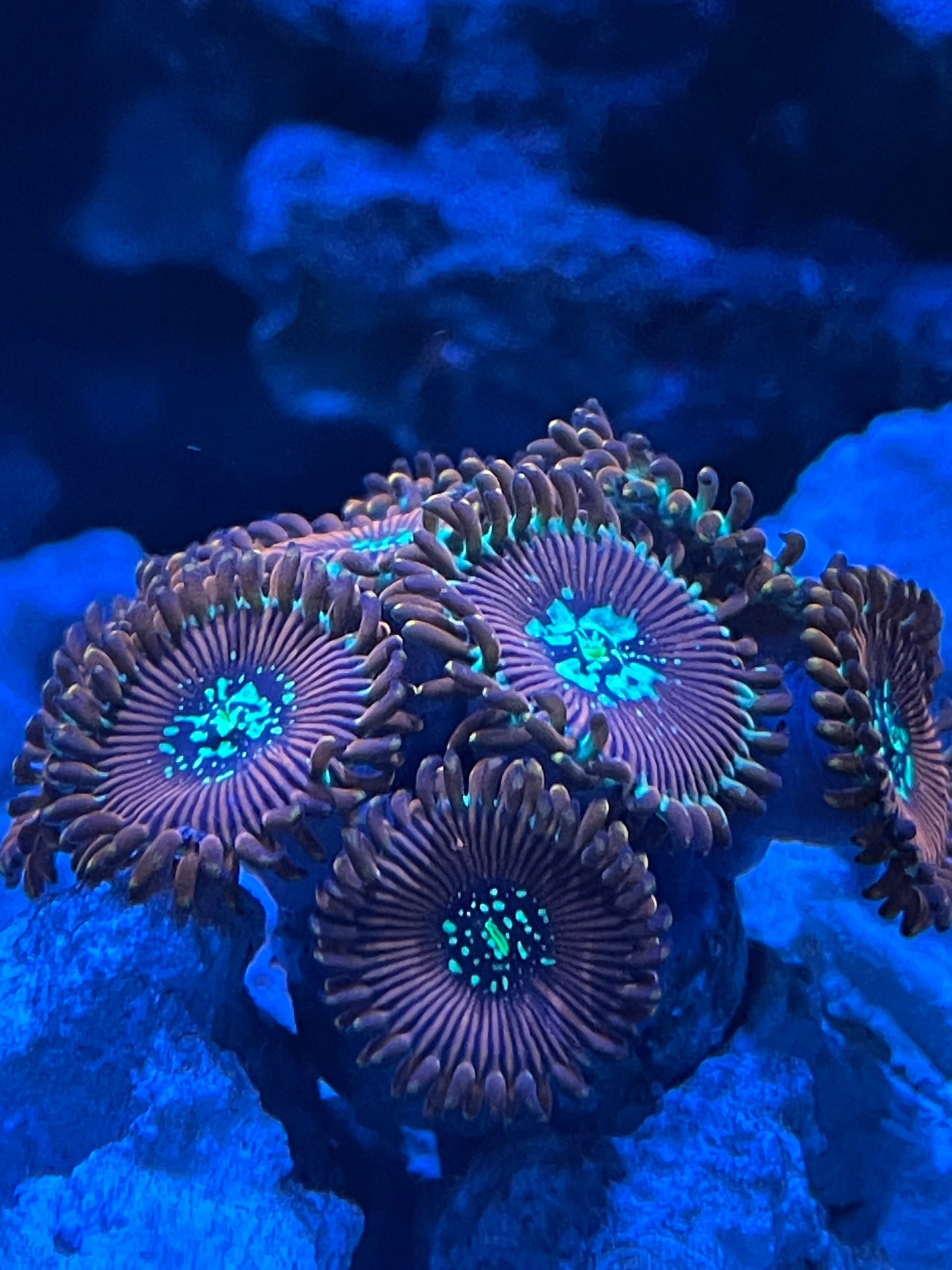 Magician Zoanthids