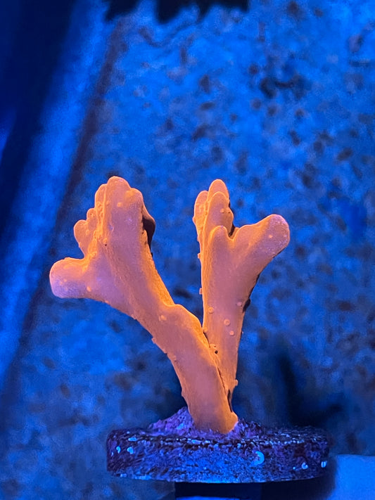 Orange Montipora Setosa