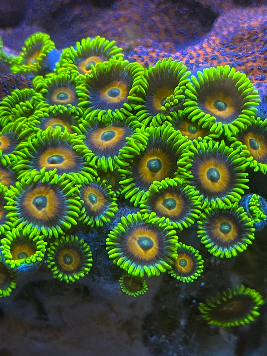 Eagle Eye Zoanthid