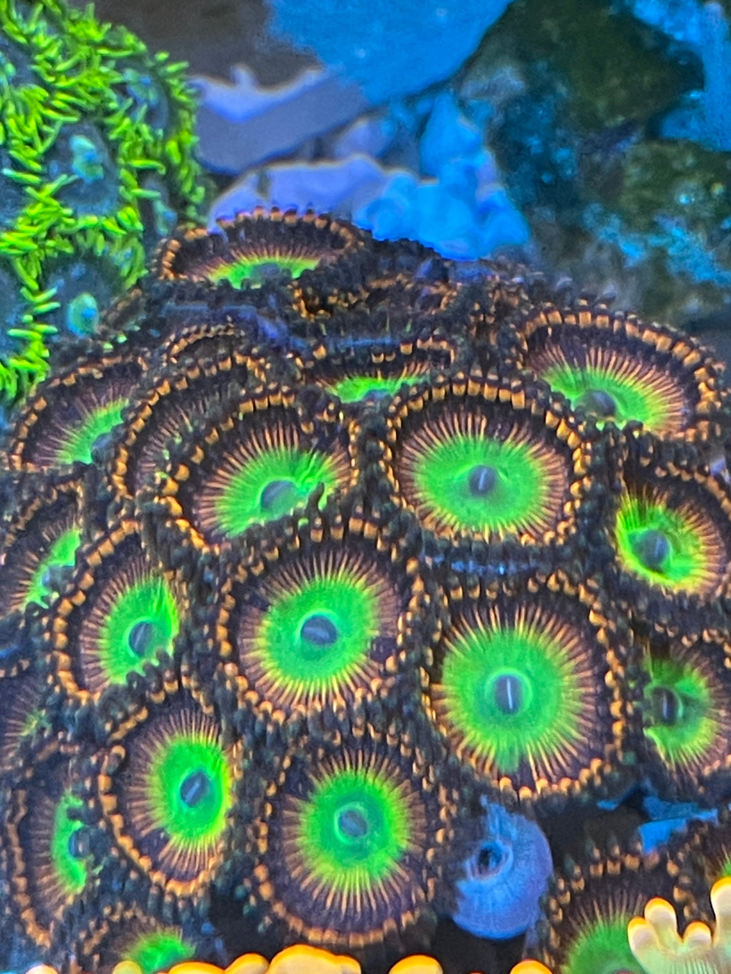 Candy Apple Red Zoanthid