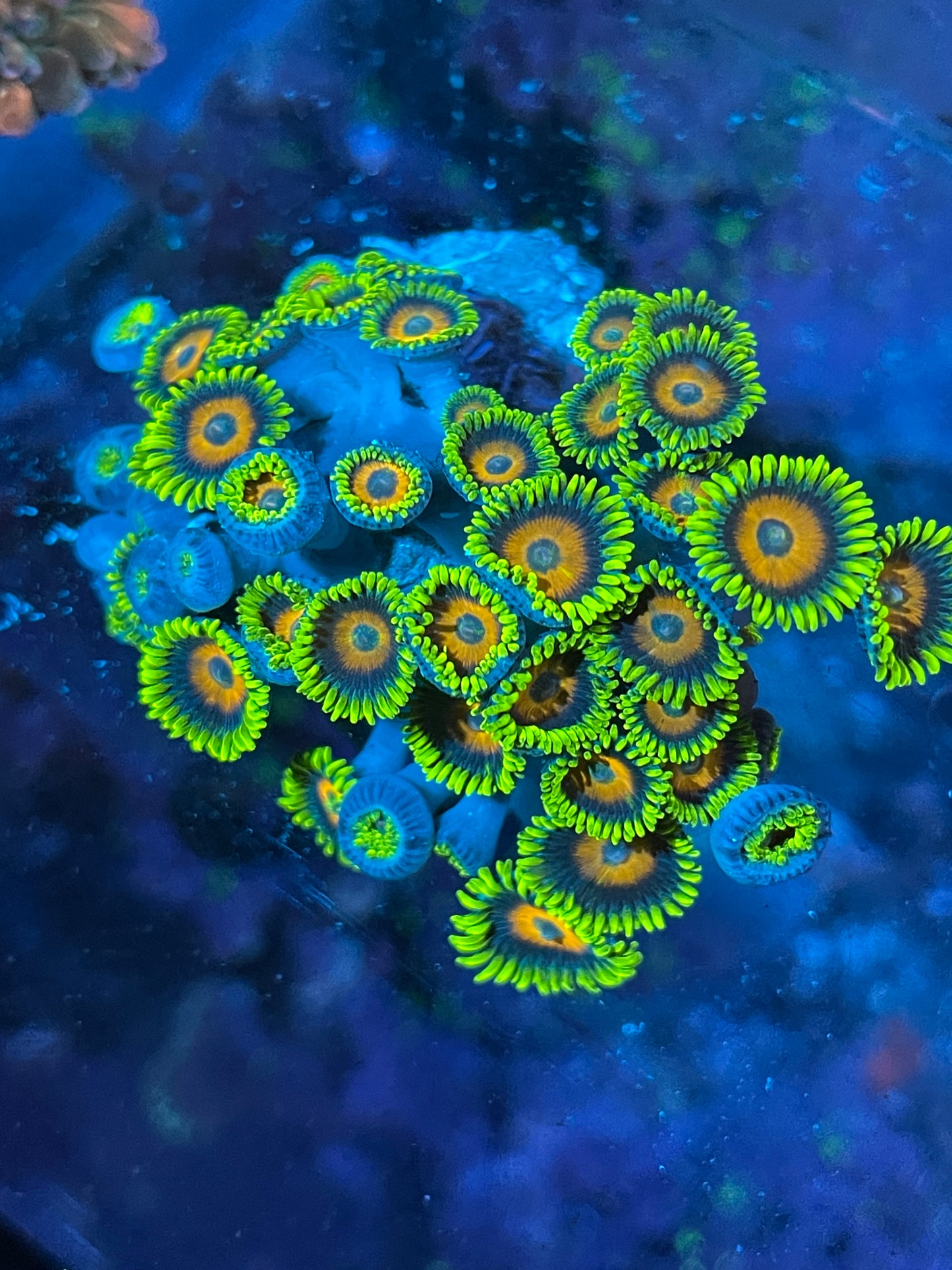 WYSIWYG Eagle Eye Zoa Colony